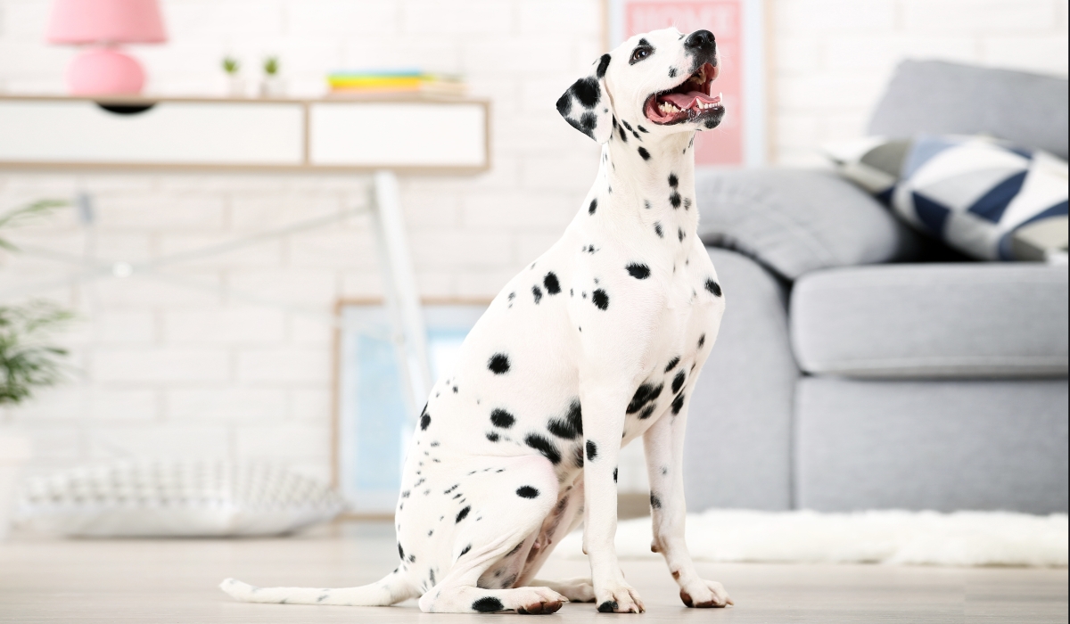 Un chien blanc avec des taches noires assis devant un canapé